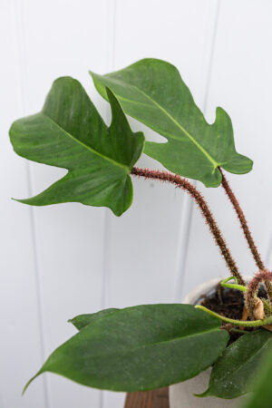 Philodendron Squamiferum