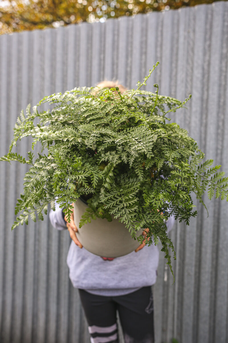 Asplenium Parvati Asplenium Parvati