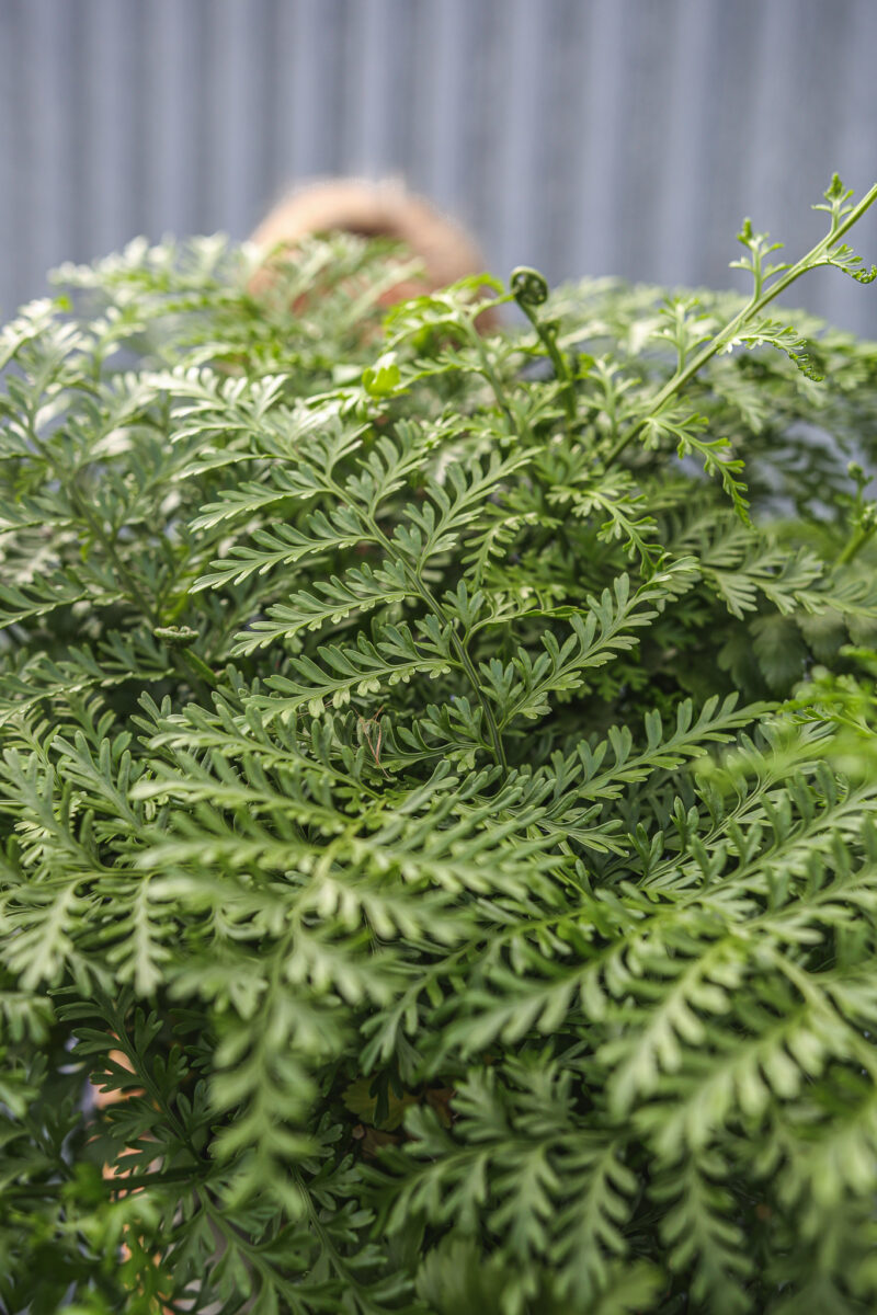 Asplenium Parvati