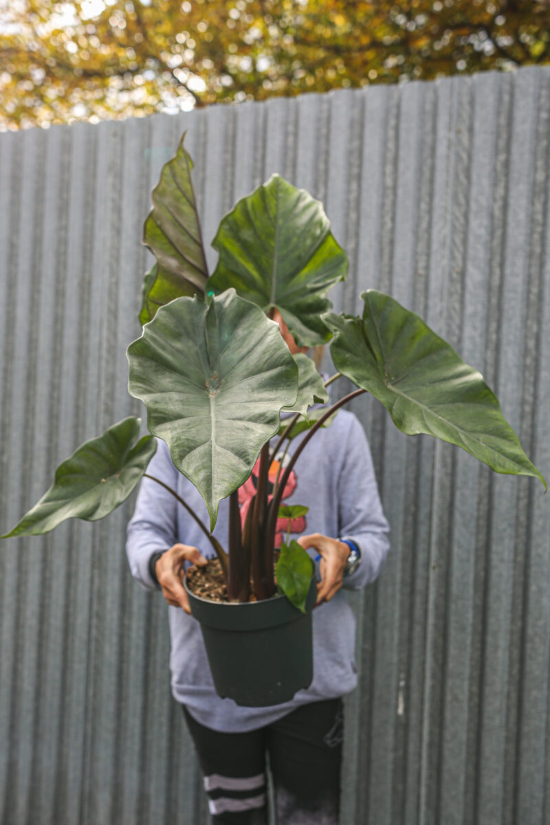 Alocasia Sumo