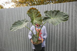 Alocasia Williams
