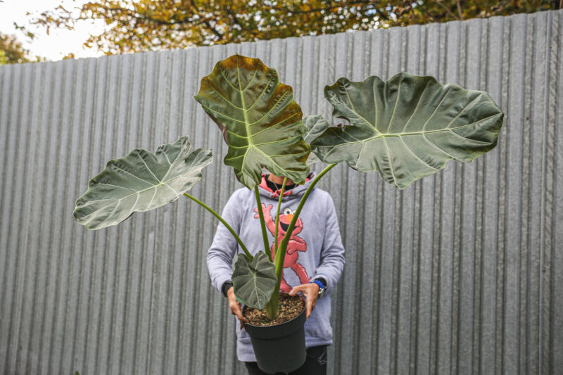 Alocasia Williams