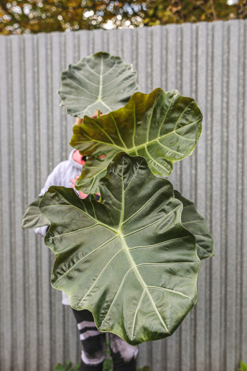 Alocasia Williams