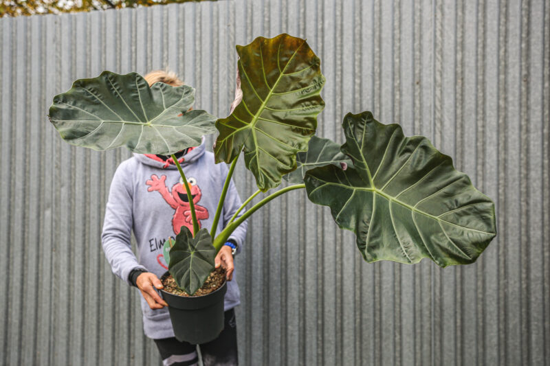 Alocasia Williams