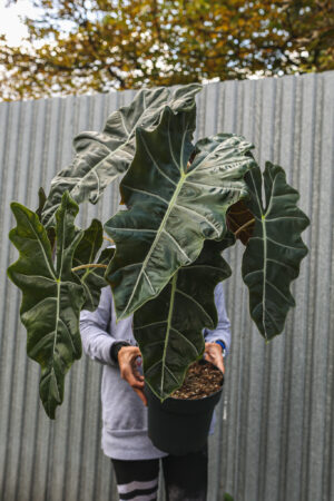 Alocasia Pseudo sanderiana