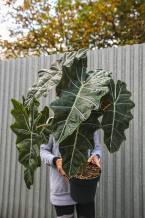 Alocasia Pseudo sanderiana
