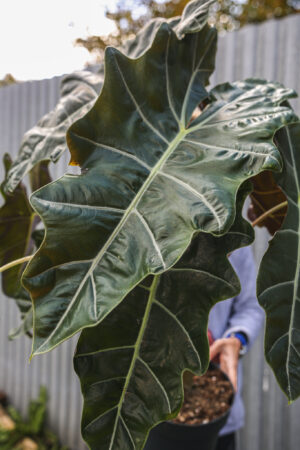 Alocasia Pseudo sanderiana