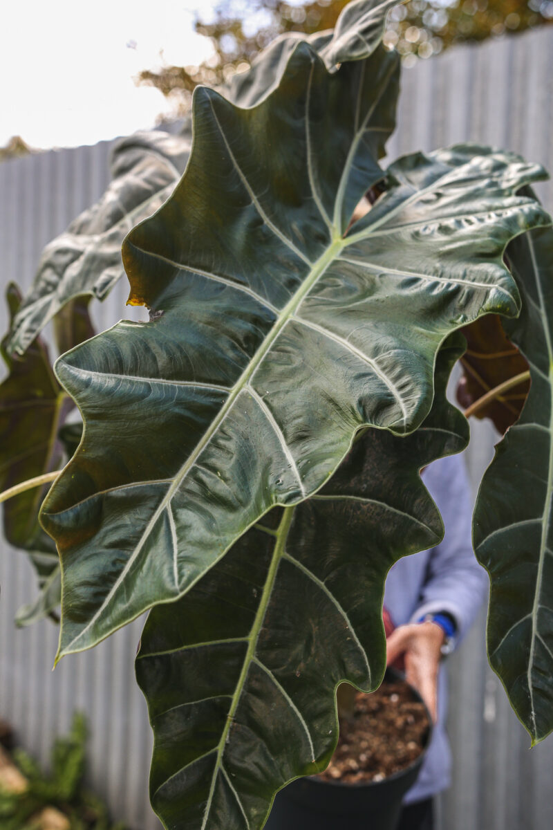 Alocasia Pseudo sanderiana