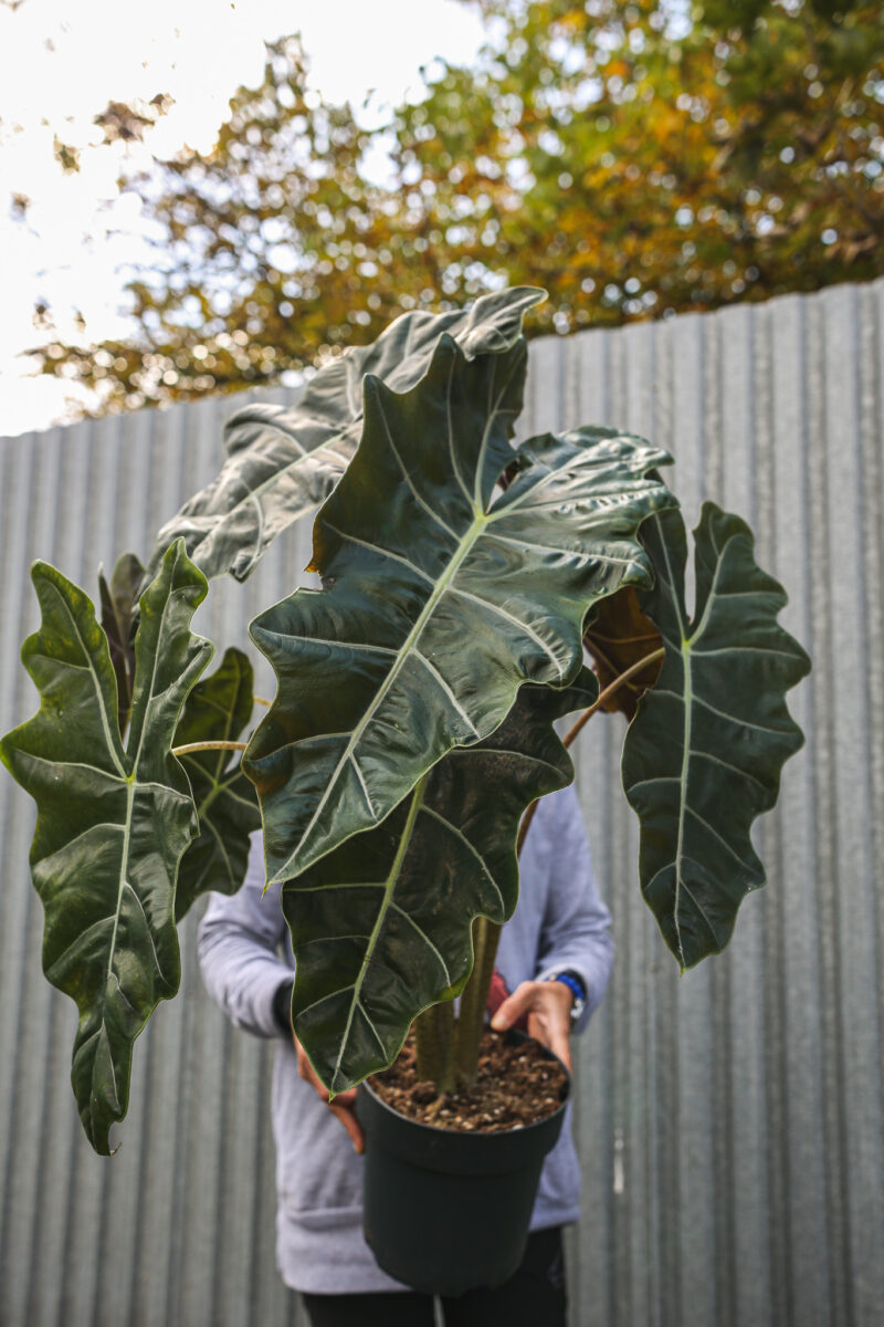 Alocasia Pseudo sanderiana