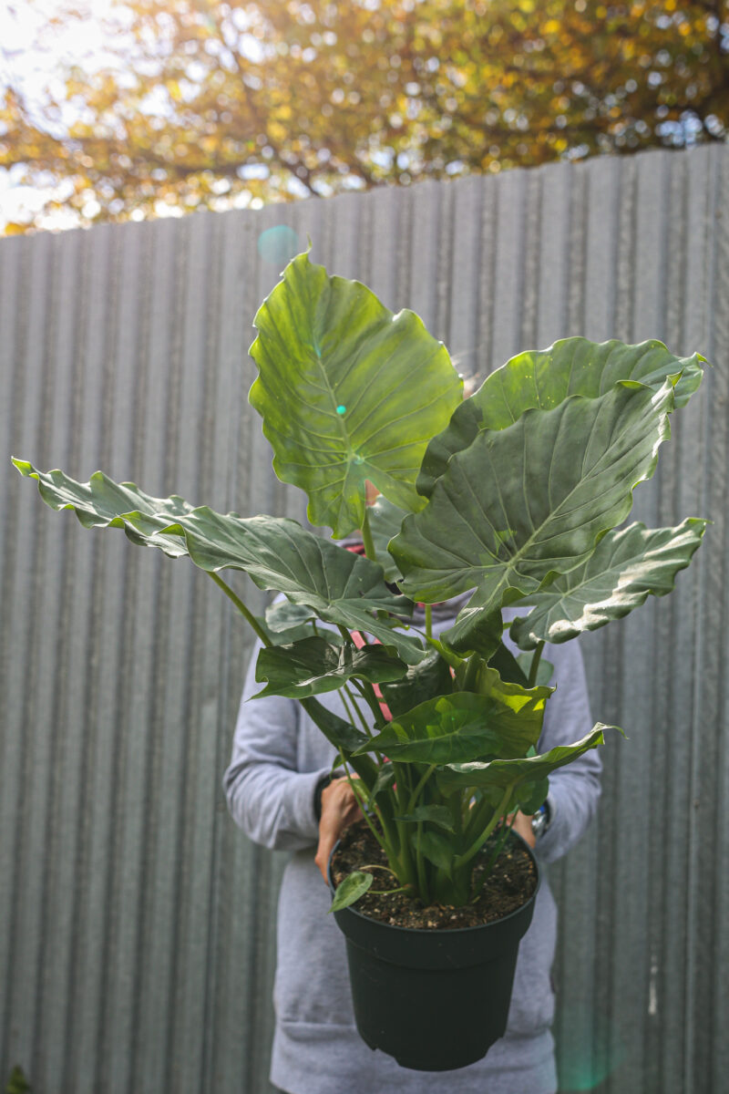 Alocasia Gageana