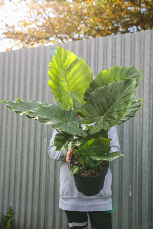 Alocasia Gageana
