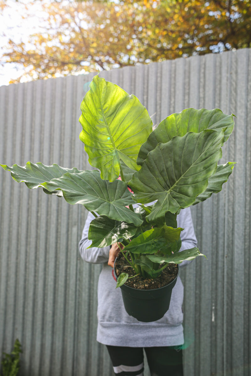 Alocasia Gageana