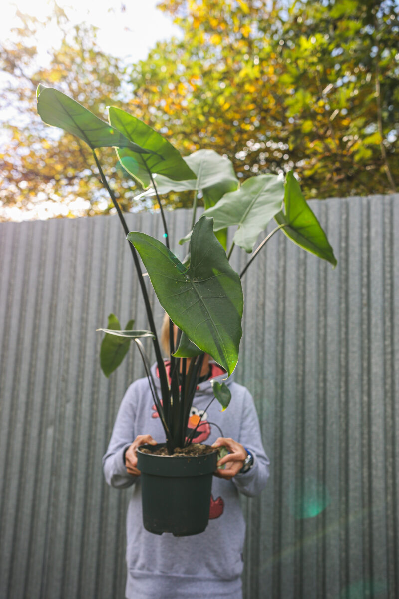 Alocasia Zebrina Black