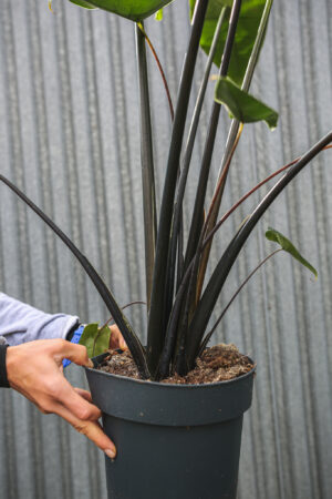 Alocasia Zebrina Black