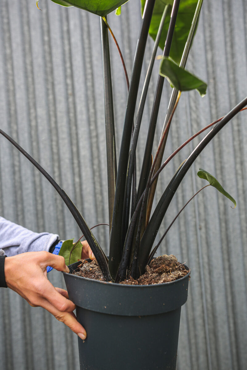 Alocasia Zebrina Black