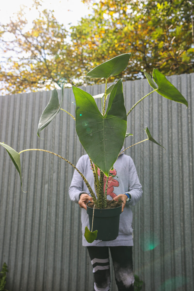 Alocasia Zebrina