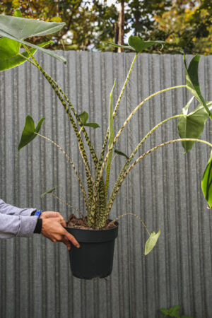 Alocasia Zebrina