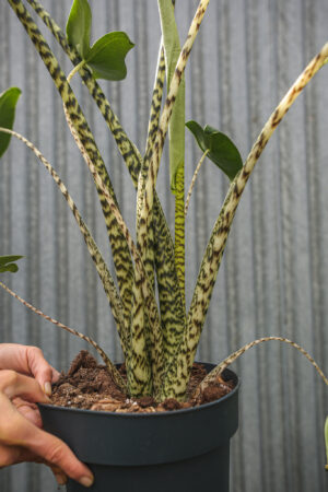 Alocasia Zebrina
