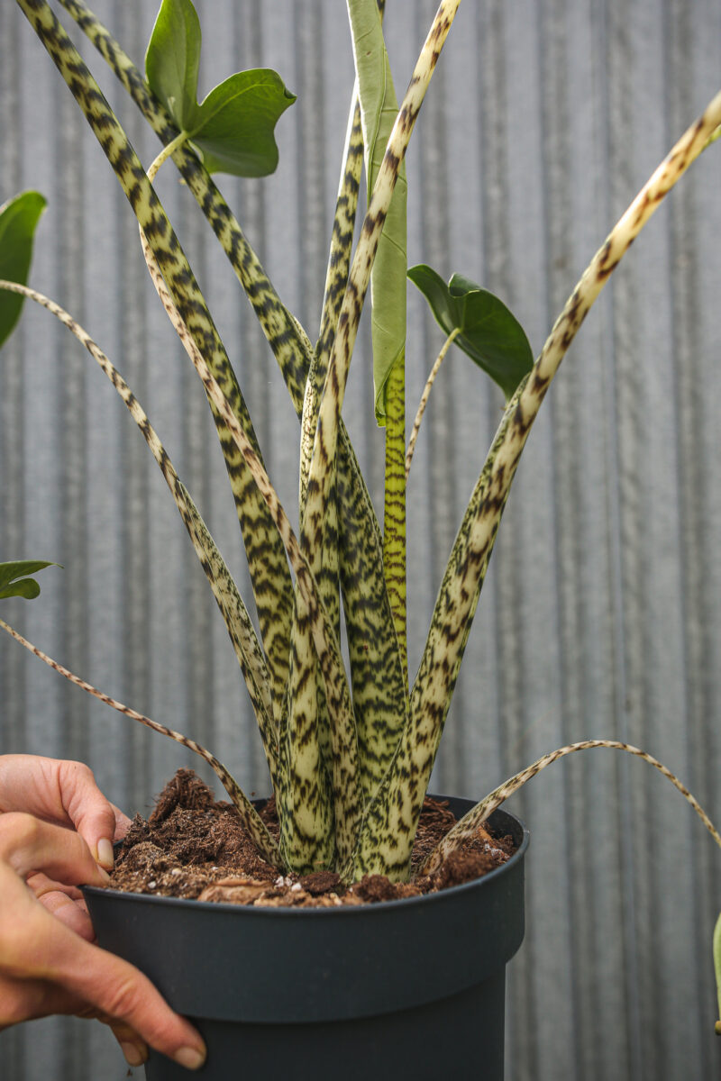 Alocasia Zebrina