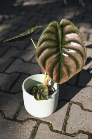 Alocasia Cuprea ‘Red Secret’