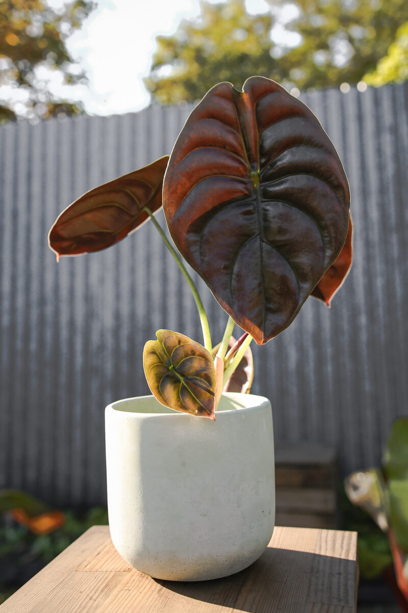 Alocasia Cuprea ‘Red Secret’