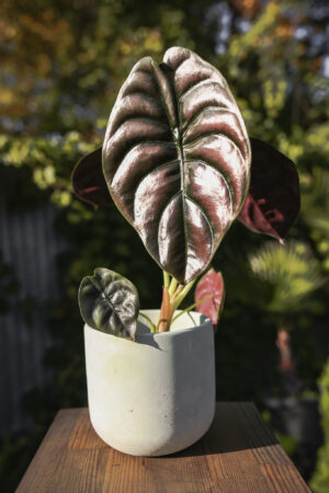 Alocasia Cuprea ‘Red Secret’