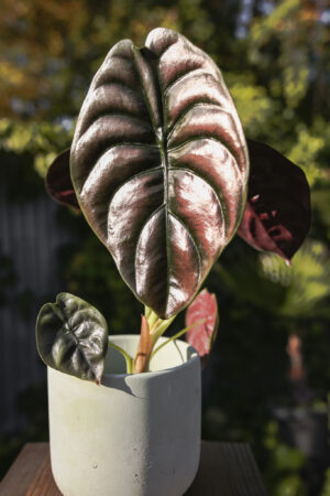 Alocasia Cuprea ‘Red Secret’