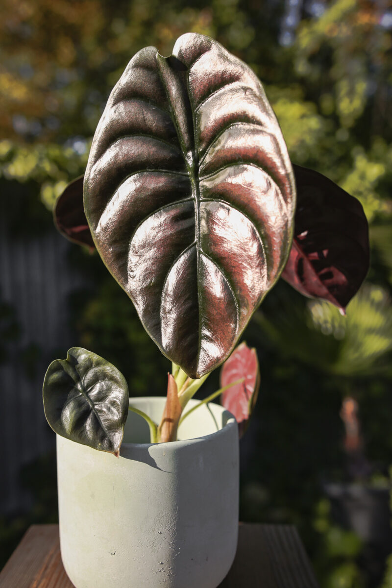 Alocasia Cuprea ‘Red Secret’