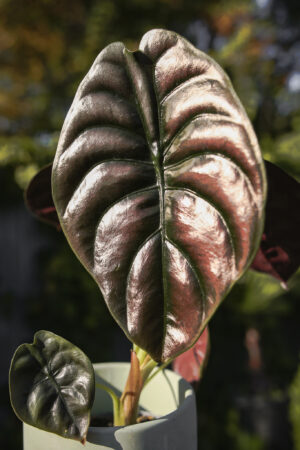 Alocasia Cuprea ‘Red Secret’