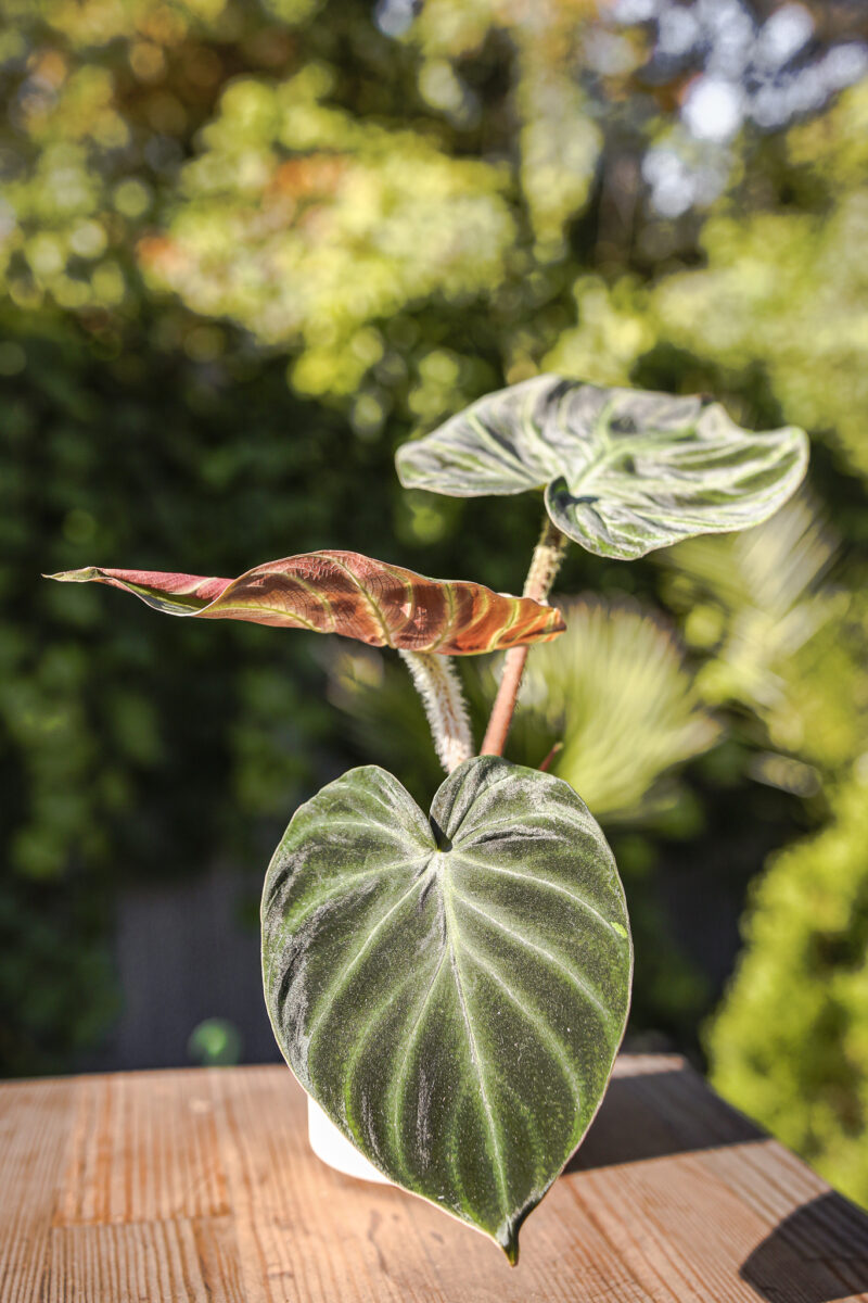 Philodendron Verrucosum