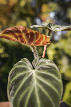 Philodendron Verrucosum