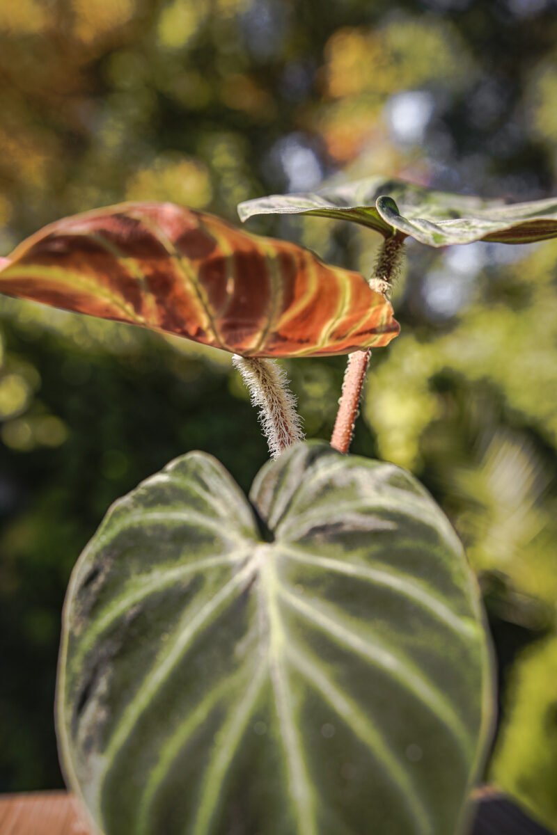 Philodendron Verrucosum