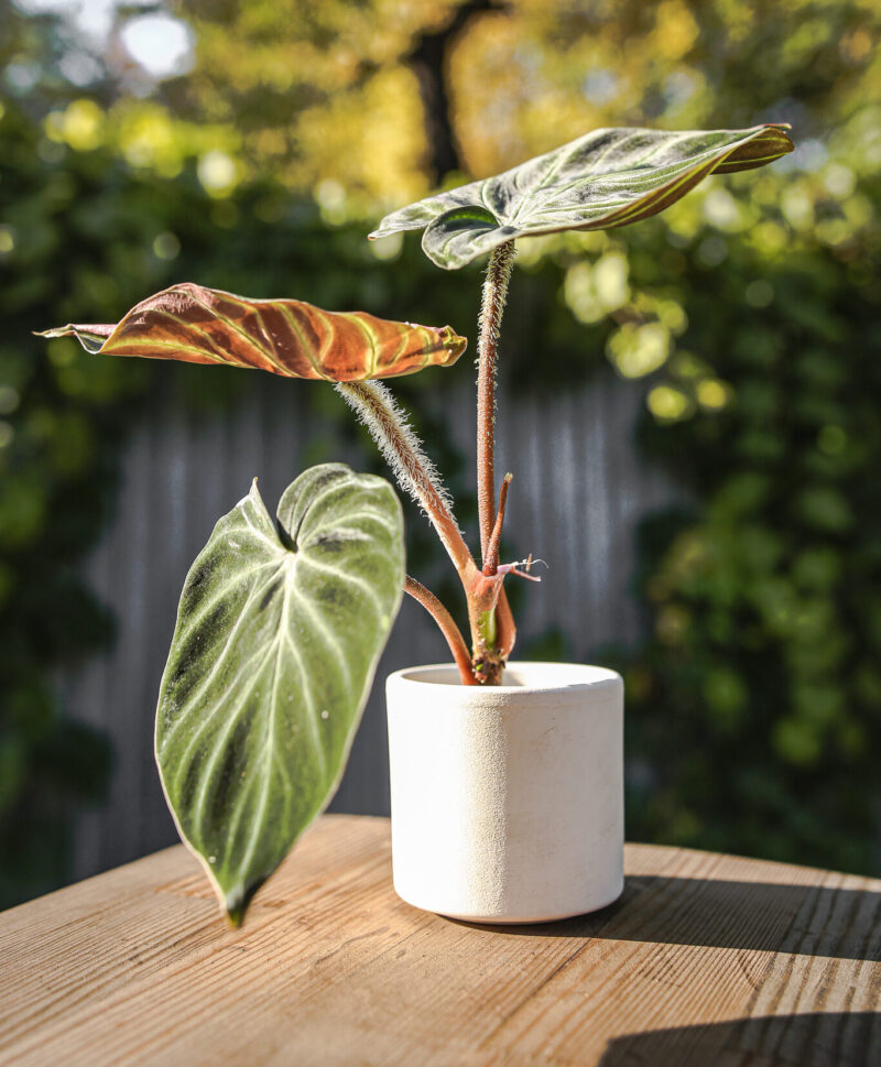 Philodendron Verrucosum Philodendron Verrucosum