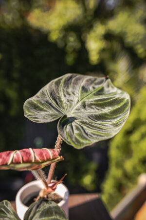 Philodendron Verrucosum