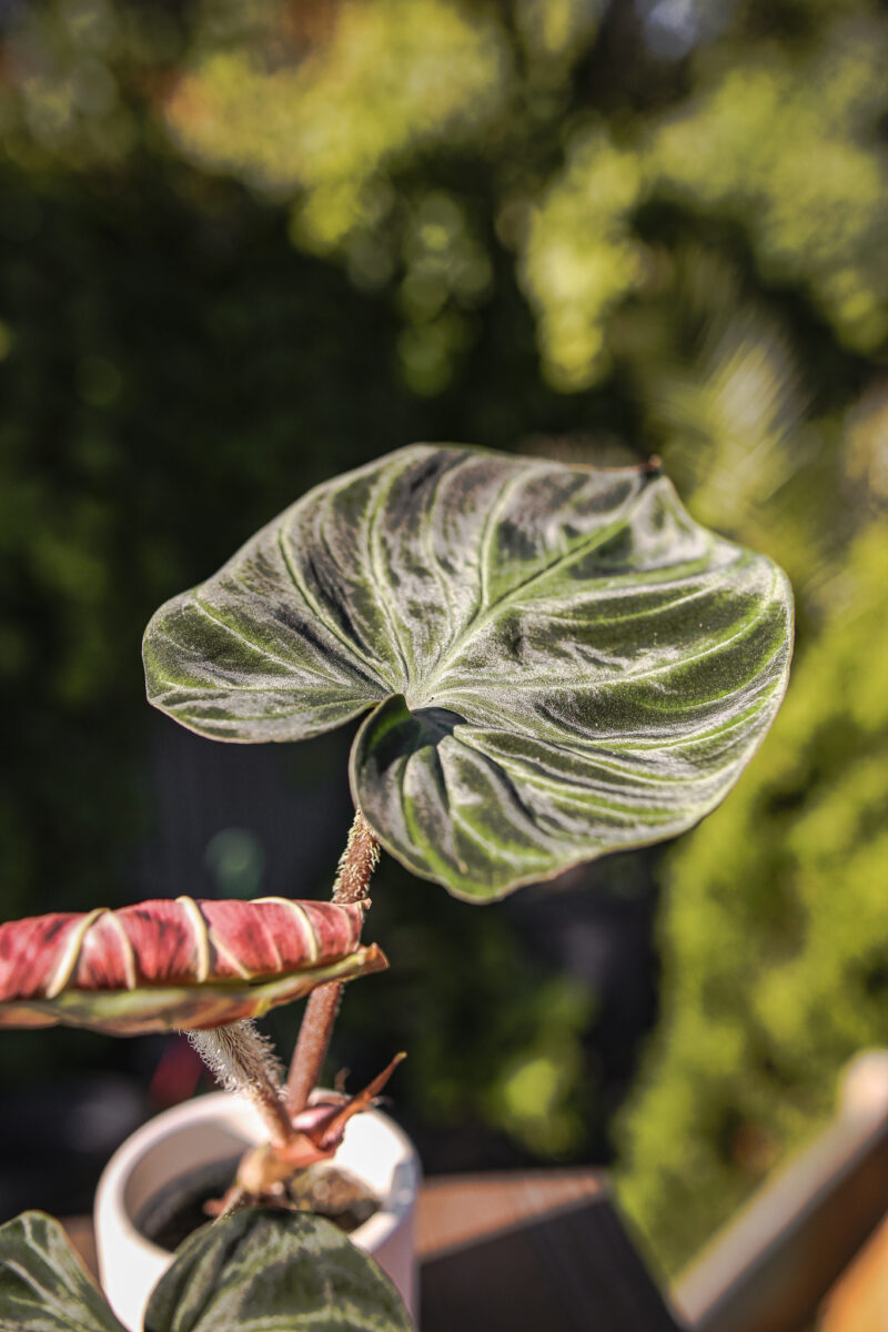 Philodendron Verrucosum