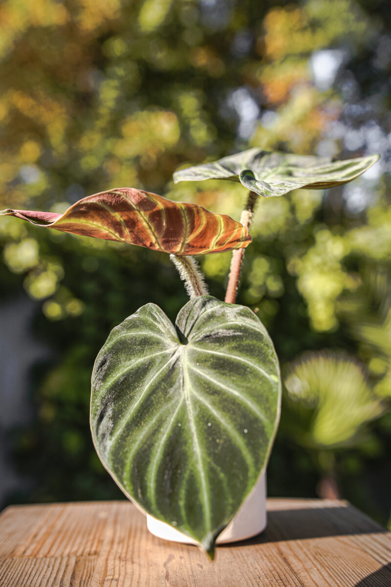 Philodendron Verrucosum