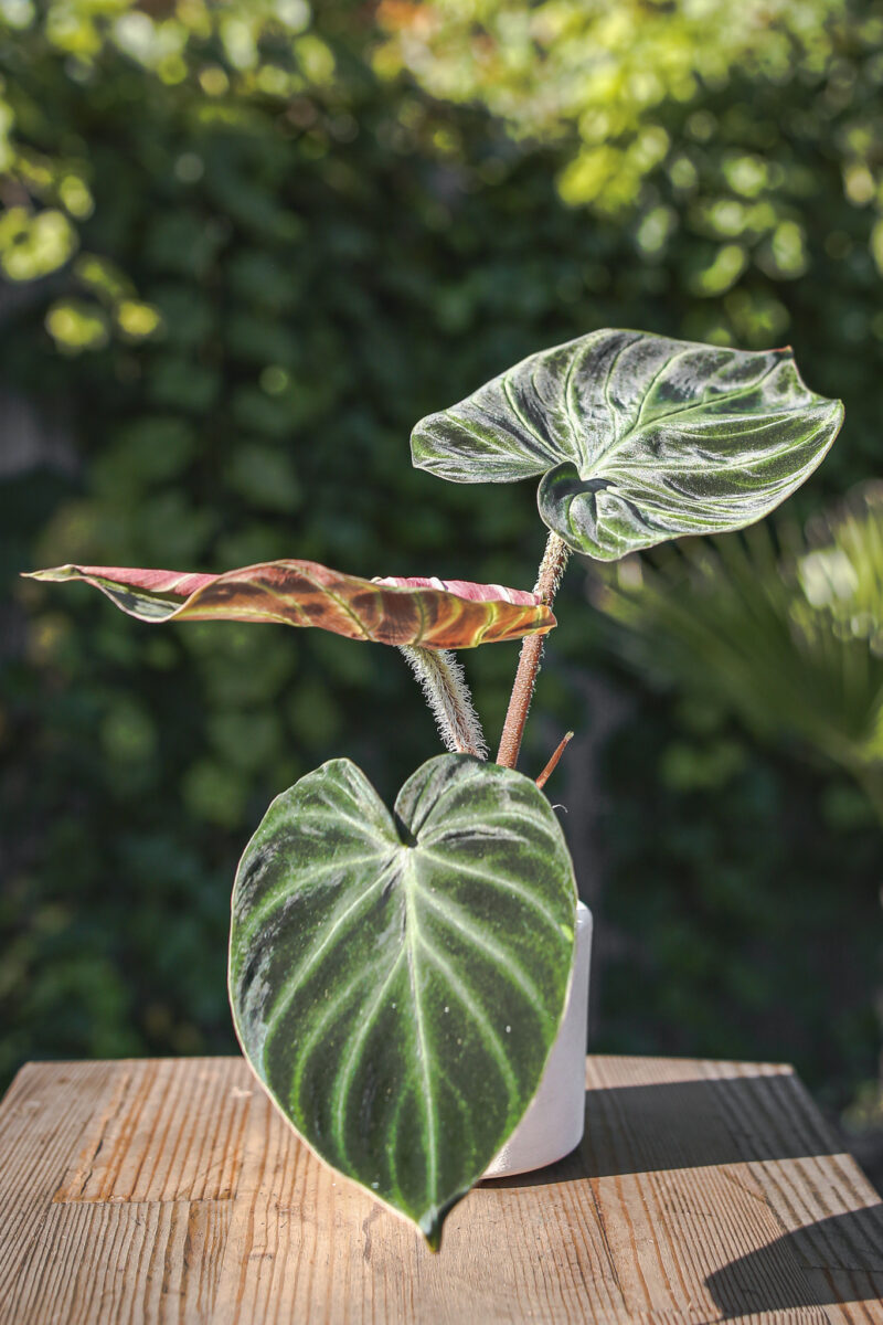 Philodendron Verrucosum