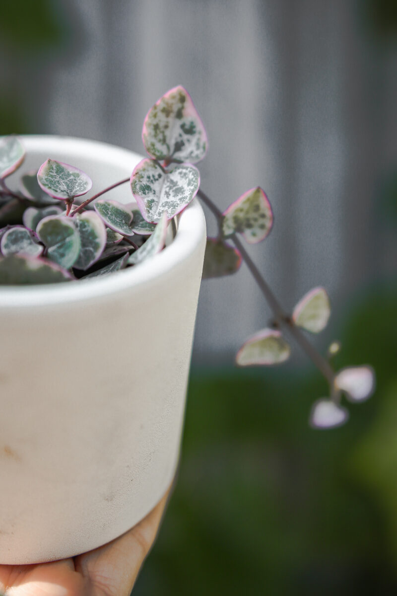 Ceropegia woodii ‘VARIEGATA’