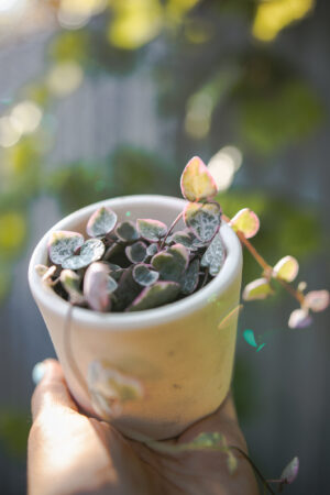 Ceropegia woodii ‘VARIEGATA’
