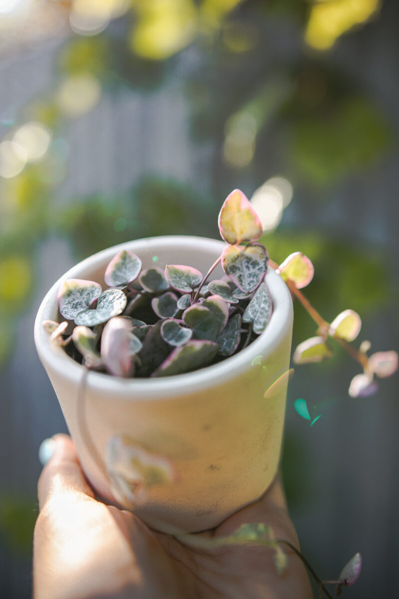 Ceropegia woodii ‘VARIEGATA’