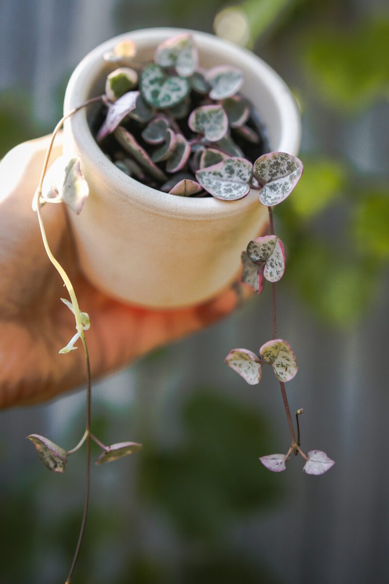 Ceropegia woodii ‘VARIEGATA’ Ceropegia woodii ‘VARIEGATA’