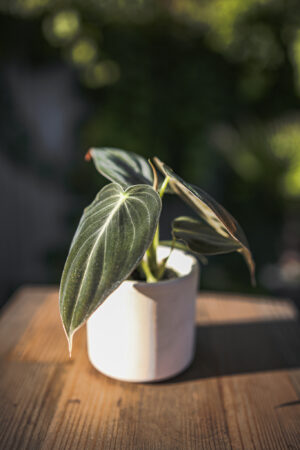 Philodendron Melanochrysum