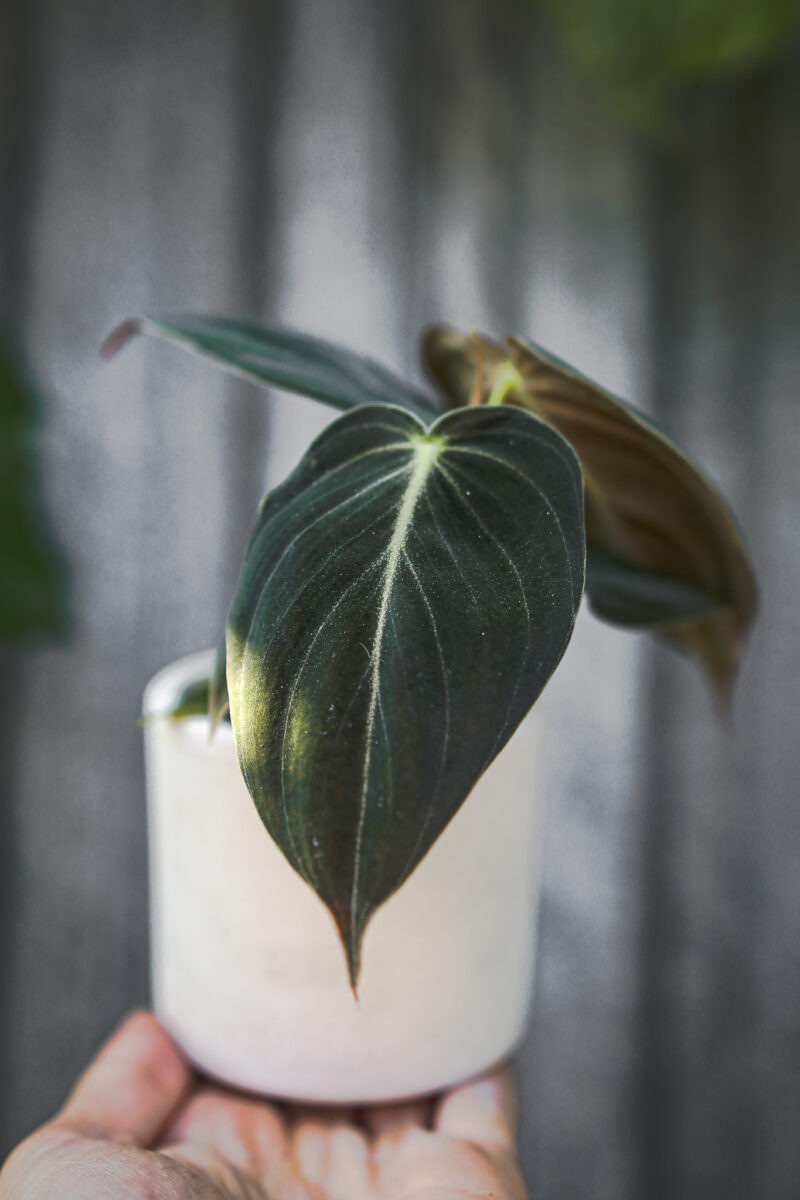 Philodendron Melanochrysum