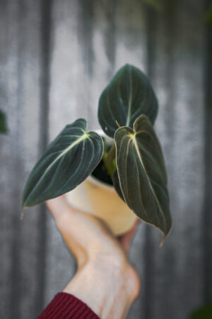 Philodendron Melanochrysum