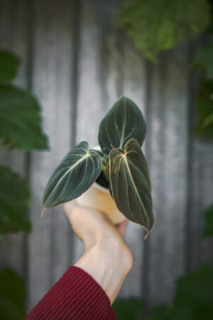 Philodendron Melanochrysum