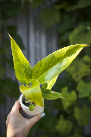 Philodendron Calkings Gold