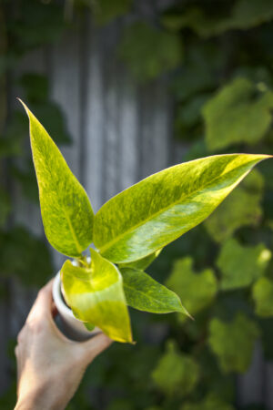 Philodendron Calkings Gold