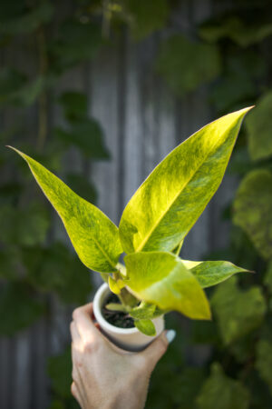 Philodendron Calkings Gold