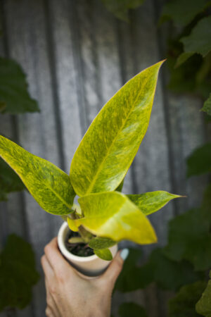 Philodendron Calkings Gold