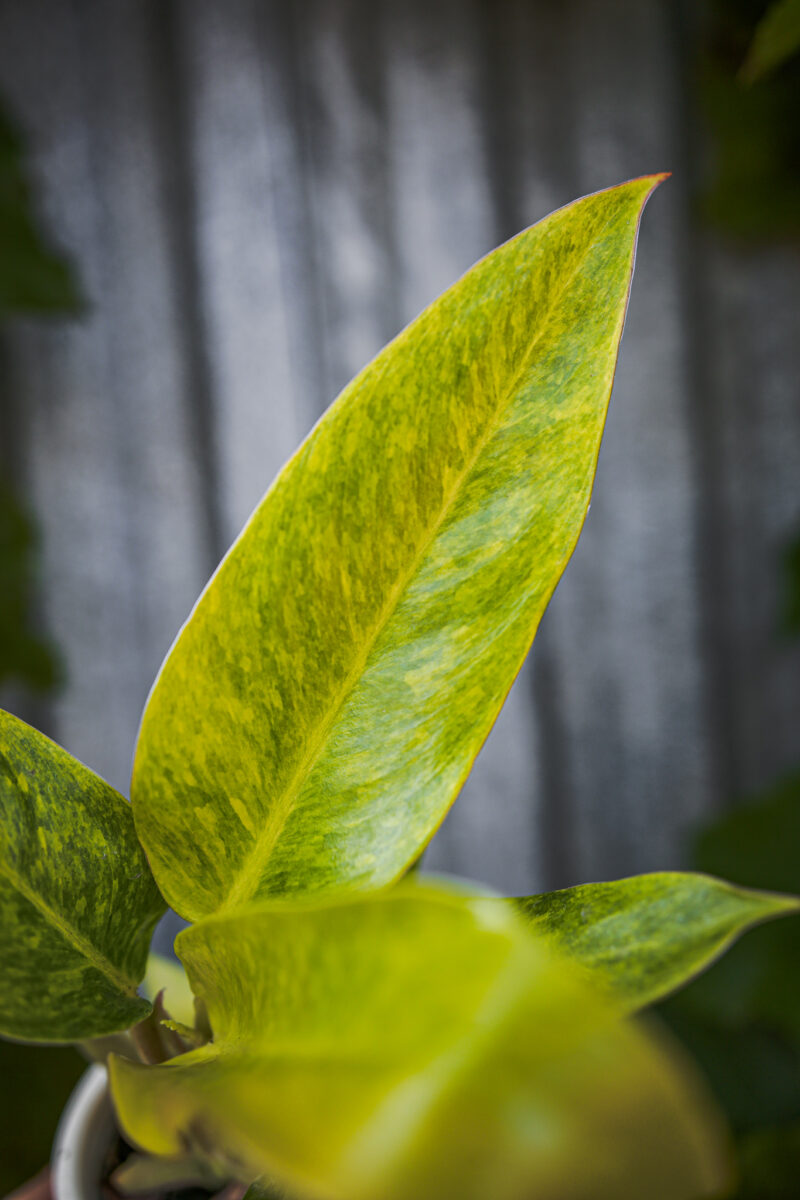 Philodendron Calkings Gold
